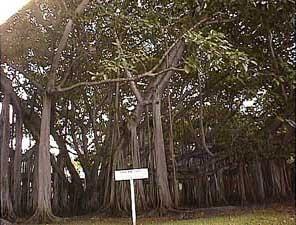 banyan